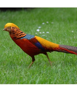 Game Birds