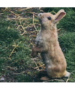 Rabbit