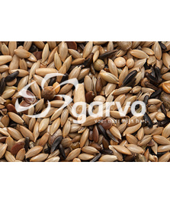 Alternative view of Canary without Turnip Rapeseed 5371