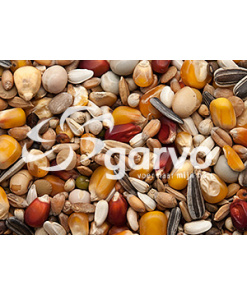 Alternative view of Prestige pigeon-academy 5595
