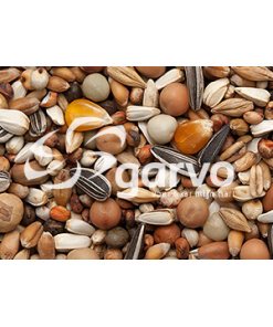 Alternative view of Medium size/fancy coloured pigeon 853