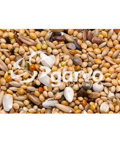 Alternative view of Neophema seed 9113