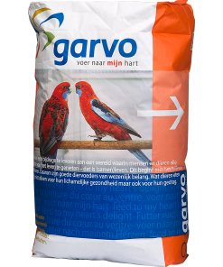 Large parakeet 5342