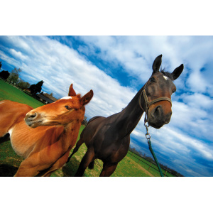 Garvo Equine
