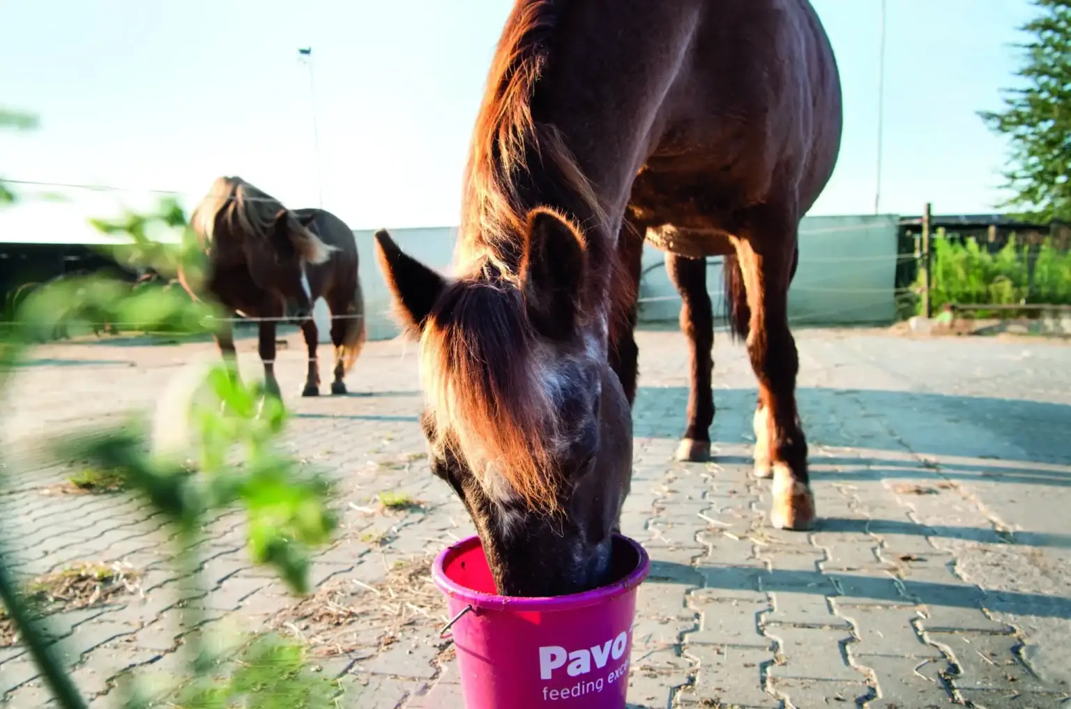 Care for your older Horse